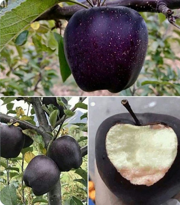 What is Black Diamond Apple and is it healthy? - Times of India