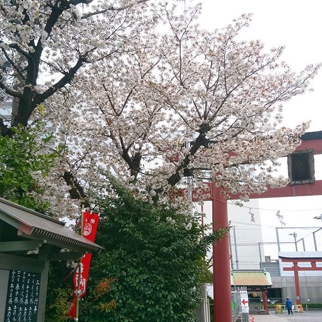 kairos_tokyo's tweet image. 神社の境内、ソメイヨシノ。

#sakura2019 
#さくら 
#tokyospring ift.tt/2JOyLsq