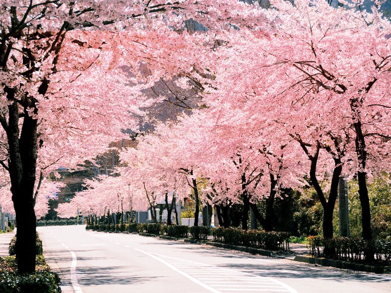 Jojozoey1's tweet image. 桜吹雪 scatters pedal of cherry blossom 😆👌🏾✨✨✨✨✨✨✨💞💓💗💖
#beautifulSpring
#warmTokyo 
#さくら満開🌸
#cherryblossom_full_blooming  
#sakura2019