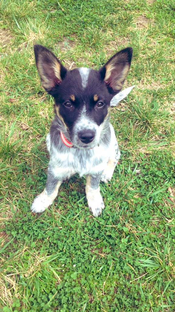Jnewby11's tweet photo. @dog_rates @Dumbo https://t.co/Fq1lt011sJ