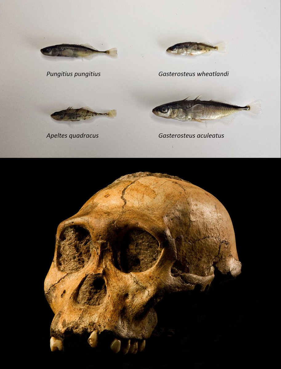 pubnames's tweet photo. The Gasterosteus Pungitius and #Australopithecine https://t.co/zzYsDddqfv