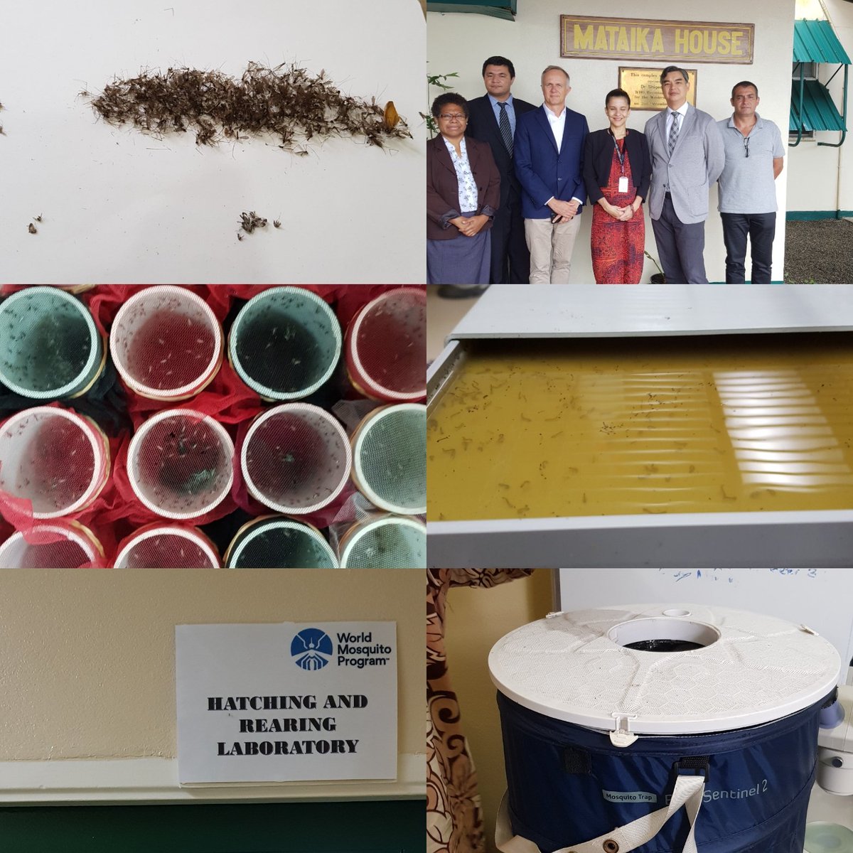 sujiseam's tweet photo. Fascinating visit at #Fiji Center for Disease Control with @institutpasteur of #NewCaledonia:  tour of the labs and presentation of the #mosquito program to fight #dengue #zika #chikungunya.

Yes I stepped inside the room where they grow legions of mosquitos.

#CDC #Wolbachia https://t.co/mK8nh12WVg