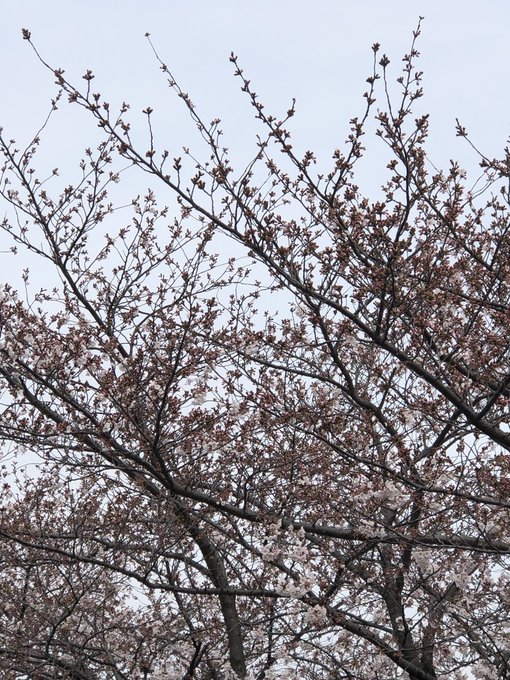 今朝のさくら 
