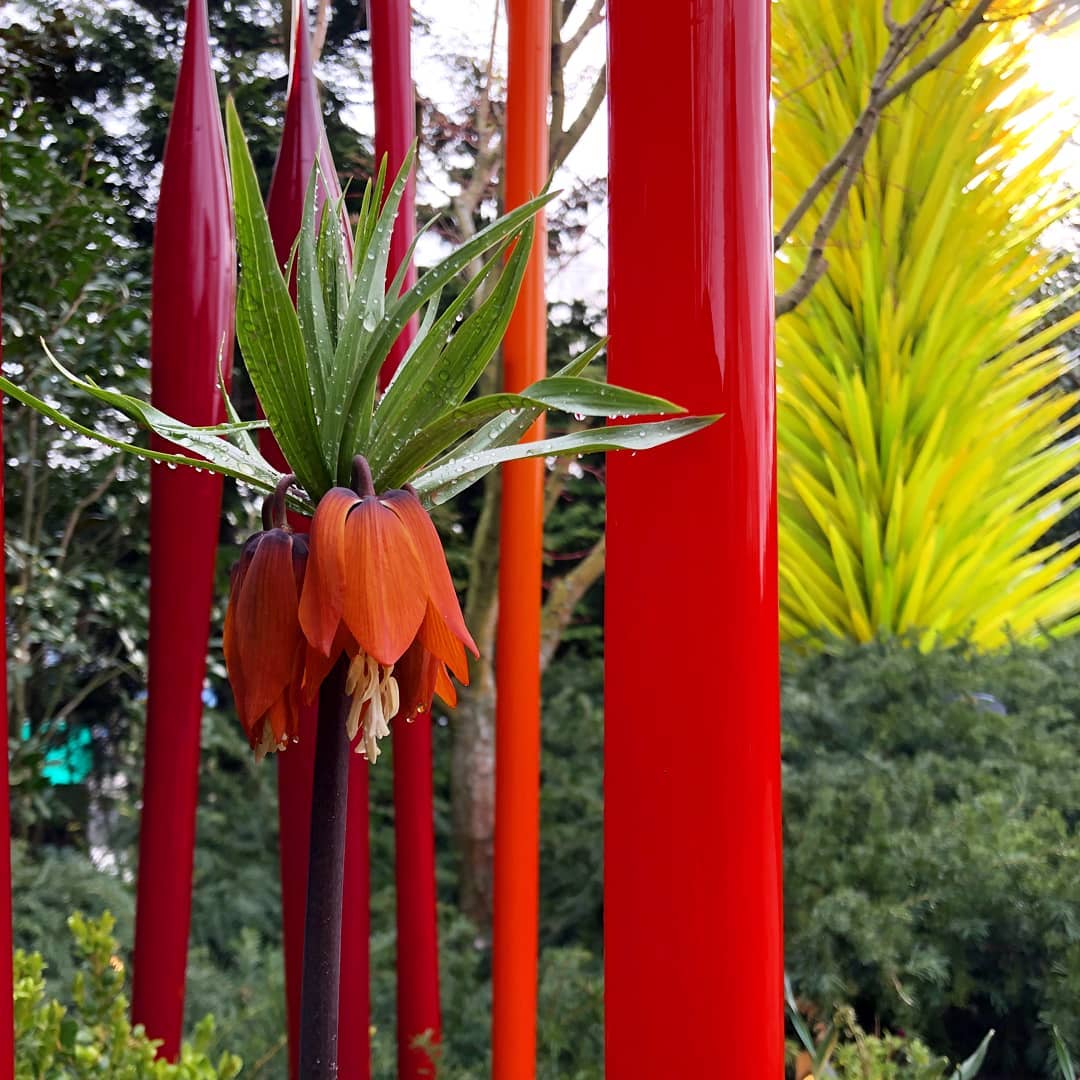 The freshly bloomed Crown Imperial Fritillary (or #Fritillaria imperialis 'Rubia Maxima') is one of more 20,000 bulbs planted in our Garden to celebrate the spring season. #MySpringBloom #SpringinSeattle