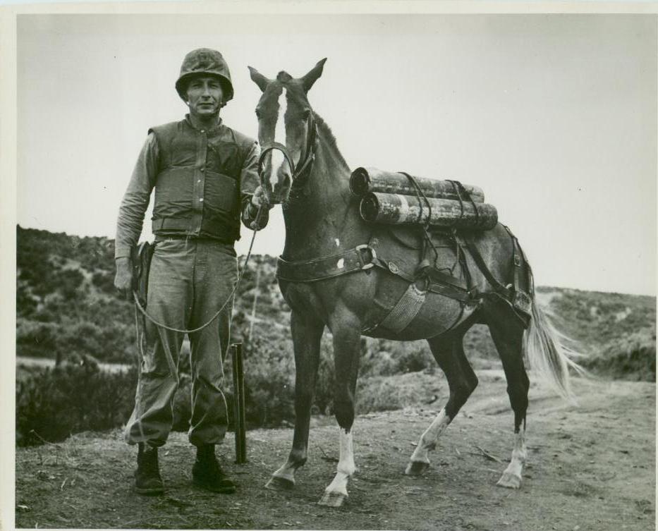 Today, 66 years ago, Reckless stepped into the history books and into our hearts. There will never be another Reckless. Always remember - She wasn't a horse - she was a Marine! Ooorah and Semper Reckless! 
templetonthompson.com/oorah-reckless
