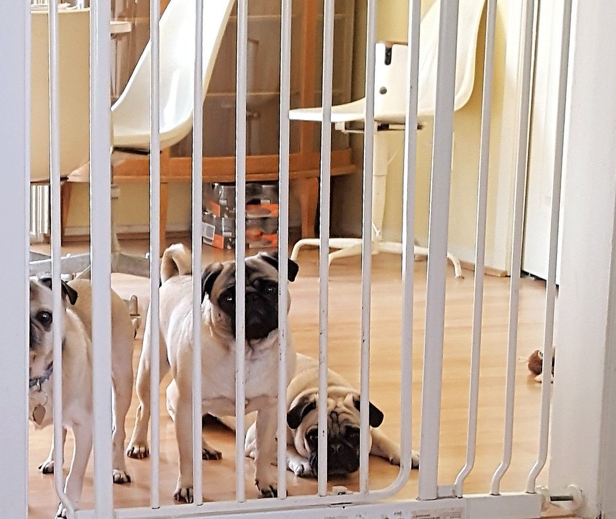 LiamWonderPug's tweet photo. Bail?  #OutrageousRequests https://t.co/YZ49KsR6l1