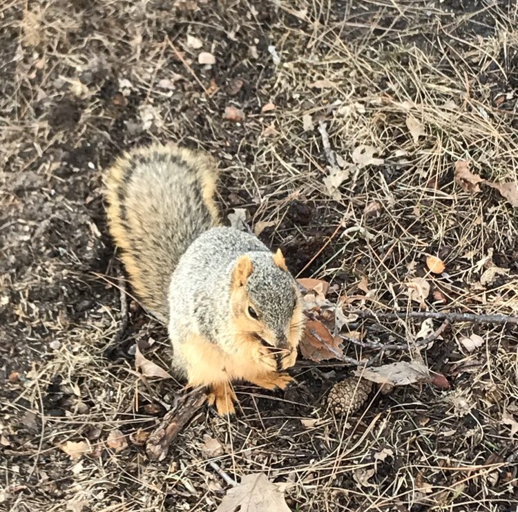 KierstenRaeFox's tweet photo. @squirrels_CMU made my day when you came right up to say hi! Hope you enjoyed your snack😄 https://t.co/sDcDAnTgNC
