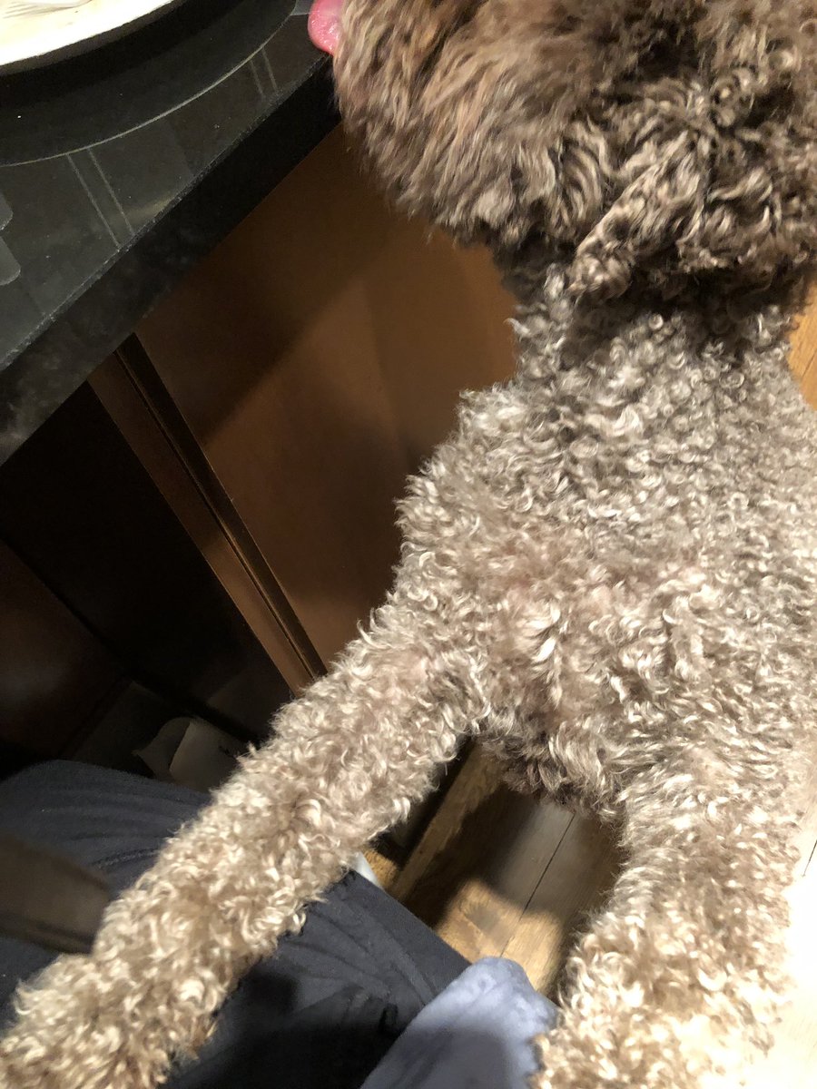 GretchenCarlson's tweet photo. Bella almost got the dinner plate! She missed out on pear and gorganzola encrusted pork chops, sautéed kale and onions, croissants and (Chardonnay). :)
#homecooking #dinner #cookingforkids #novicechef #beginnercooker https://t.co/dmwNgIsumo