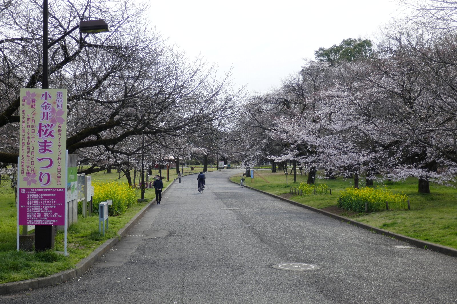都立小金井公園 おはようございます 現在 小金井公園 の桜は六分咲きといったところ 西口からは見事な枝ぶりの桜を眺めての散策ができるようになりました たてもの園前広場の開花はやや遅れ気味ですが それでもお越しいただければ十分お楽しみ
