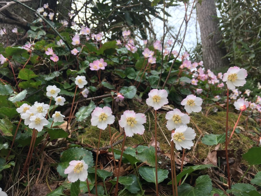 just2hikers's tweet photo. Foothills Trail: to Table Rock https://t.co/JA2UGOPm1a https://t.co/hwmdlgy7Cs