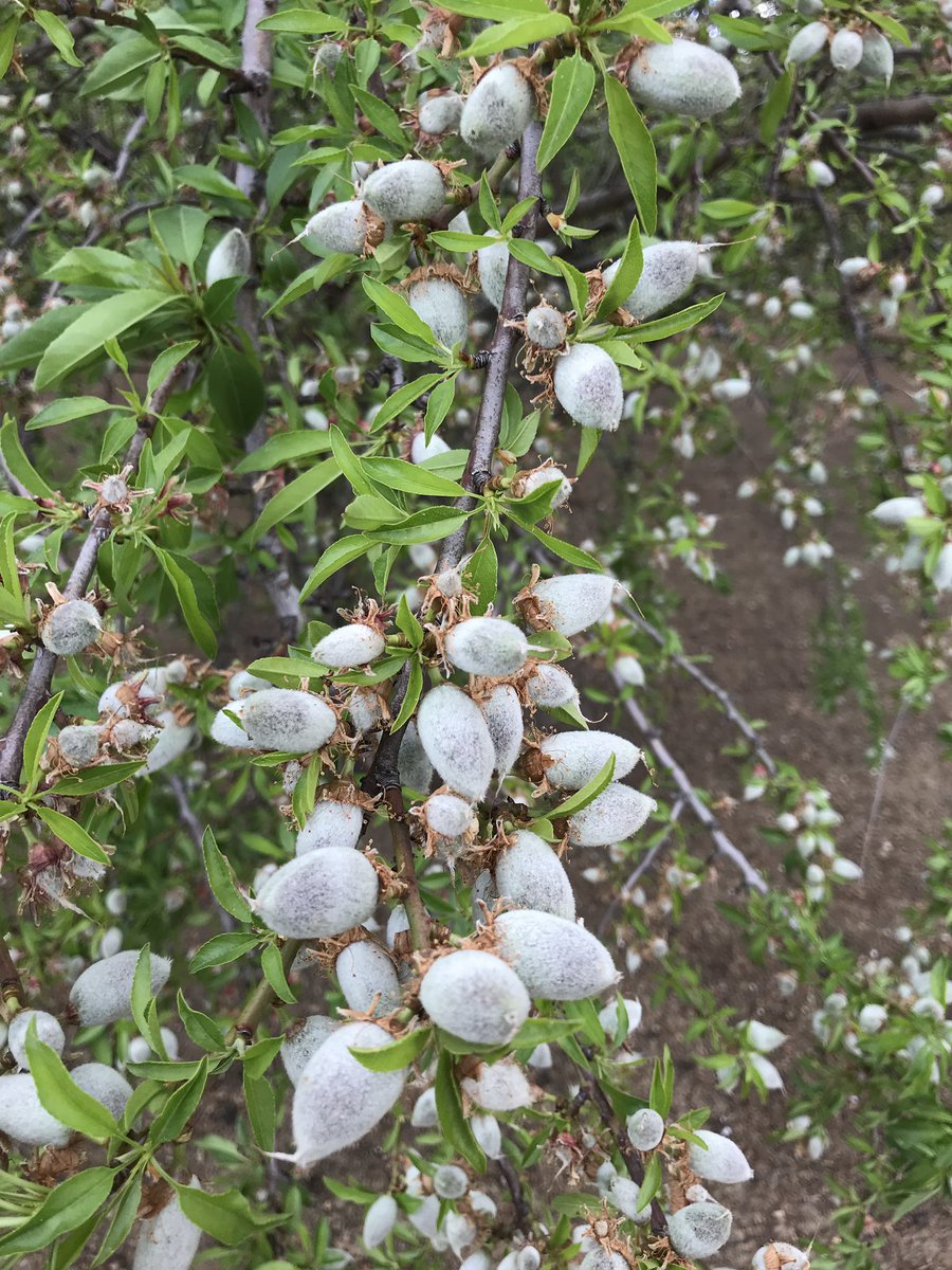 dsissomCCA's tweet photo. Nice start these almonds. https://t.co/JVc2J9kcaS