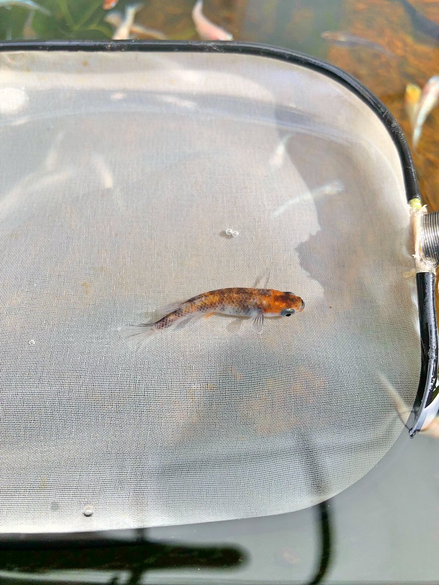 ベリル デュフフ 口紅ちゃん可愛いでしょう 目指せピンク頭だったのにピンク ちゃん殆ど居なくて口紅ちゃんが登場されました 笑 これだからメダカって面白いですよねぇ