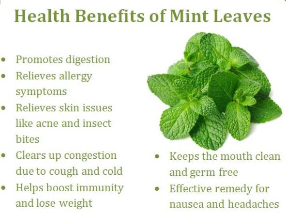 apoorvaranu's tweet photo. #Mint #relaxant #freshner #healthyfood #herballife #aromaticherb #flavouryourfood #healthcare #HealthyEating #healthylifestyle 😊 https://t.co/HssNNt6QcJ
