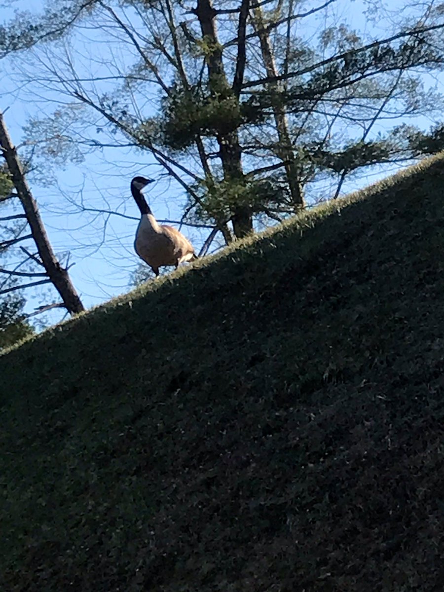 King of the hill @wolfelakeKy