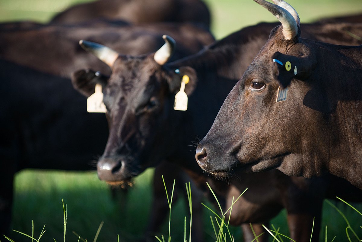 MarbleGenetics's tweet image. The idea that practices such as massaging cattle or feeding them beer could improve meat quality is a myth,the result of misunderstanding.