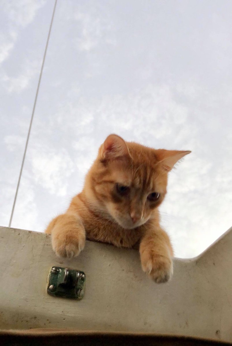 Fil_Passport's tweet photo. Enjoying our last few moments on our Empress but can't wait to move and start a new life with my boys 🙏😍 #TwoMonkeysSailing https://t.co/b3P1NeQWDT