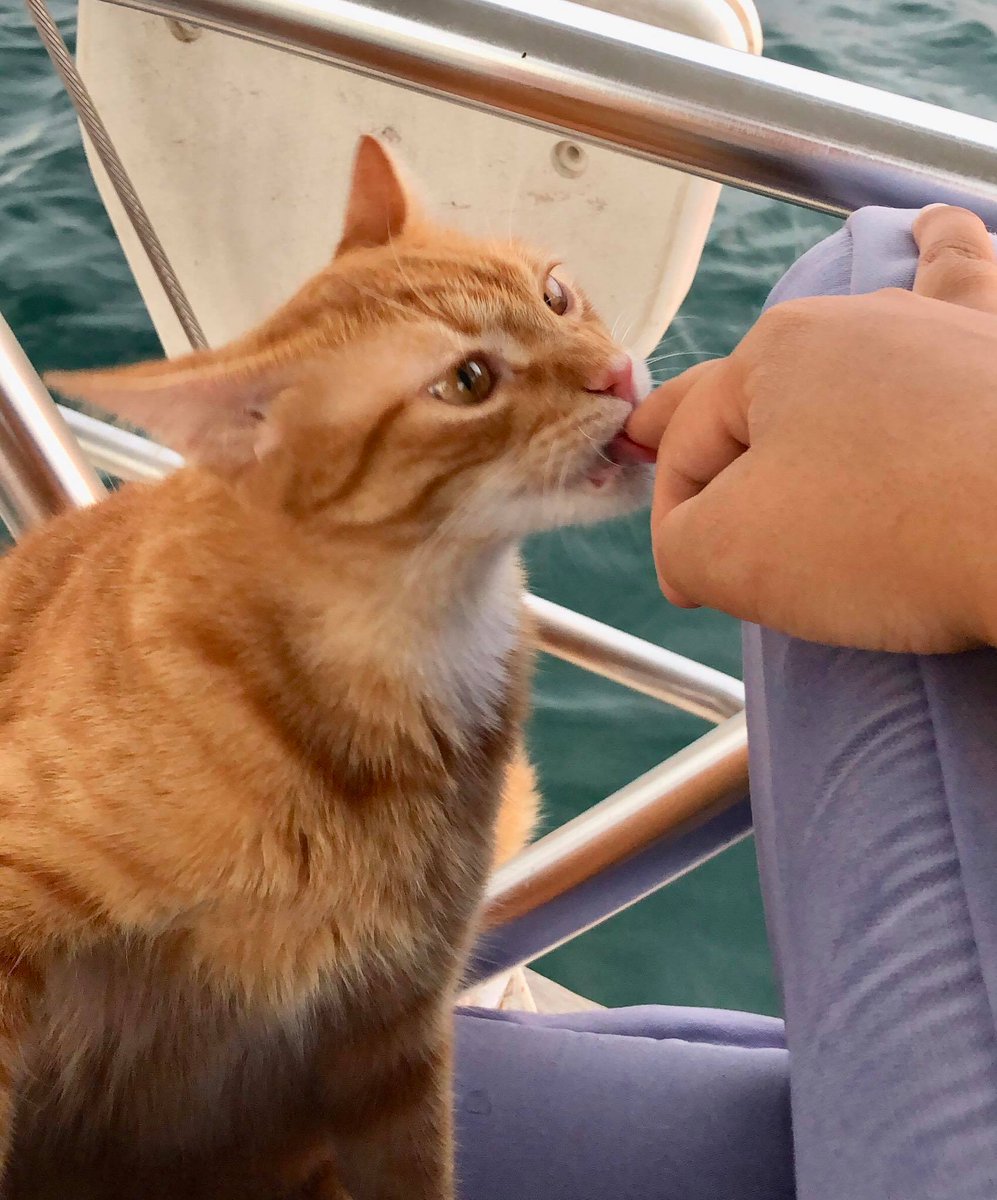 Fil_Passport's tweet photo. Enjoying our last few moments on our Empress but can't wait to move and start a new life with my boys 🙏😍 #TwoMonkeysSailing https://t.co/b3P1NeQWDT