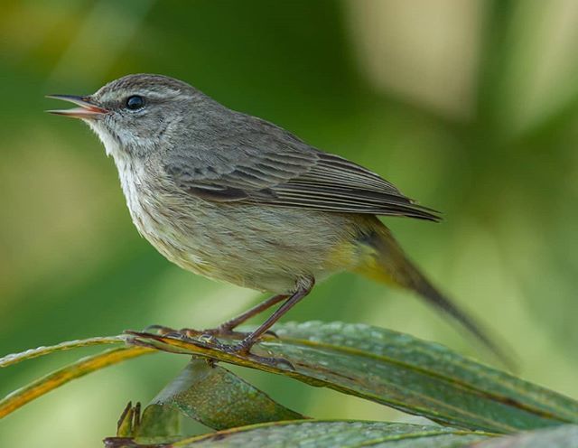 proyectoaveusa's tweet photo. Somewhere in Miami. #miami #birdsofmiami #florida #cityofdoral #urbanbirds #passeriforme #nuts_about_birds https://t.co/bq9BQbaVou