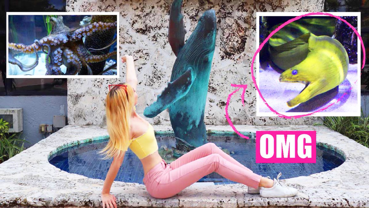 Its_Emily0's tweet photo. Another day another video! Today's video is a cute little aquarium vlog. Watch here @ https://t.co/5uuOsqhXT6 #aquarium #vlog https://t.co/4ORGkrAtrF