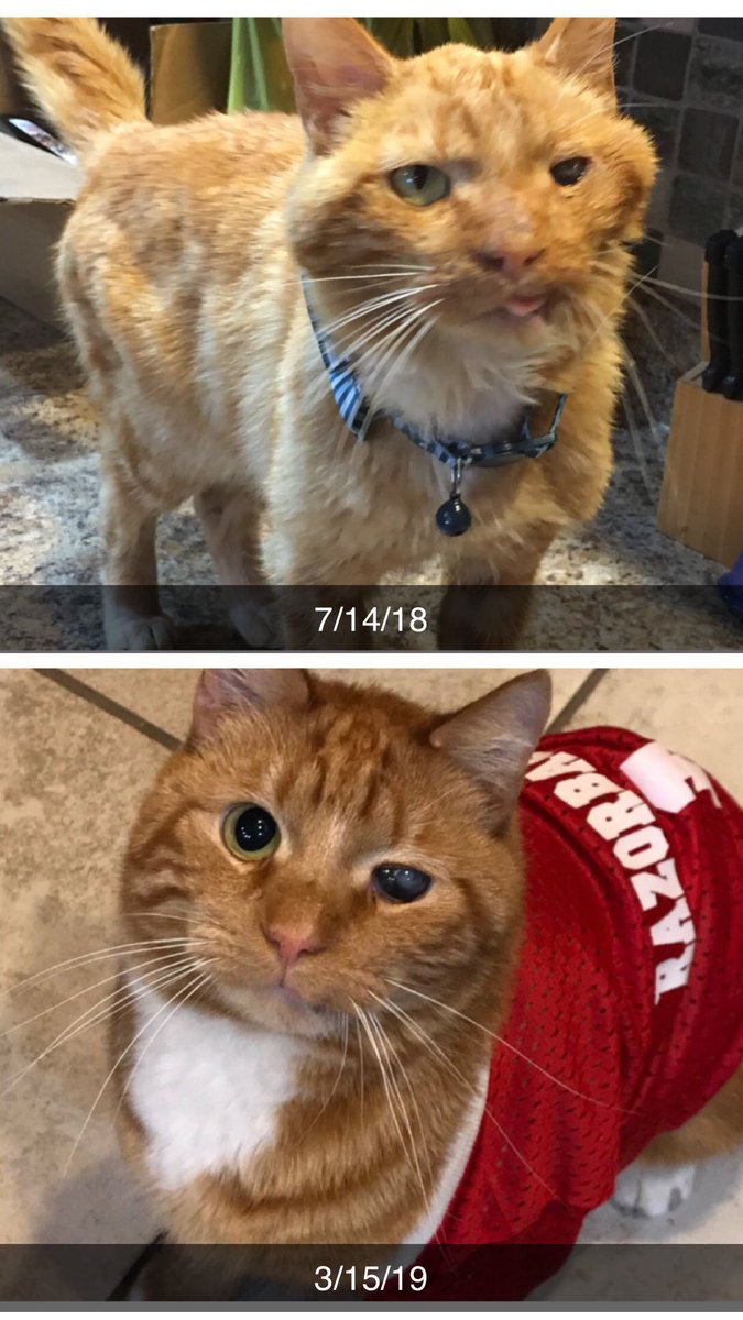 TabbyCatFrank's tweet photo. It’s hard to believe where I came from &amp; where I am today. I couldn’t be a happier kitty. Rescue pets just need a little extra love &amp; patience. I turned out ok if I do say so myself! 🐈

#AdoptDontShop #RescueCat #CatsOfTwitter #FollowFrank #SpecialNeeds #Cat #Rescue https://t.co/LpjQcZJljk