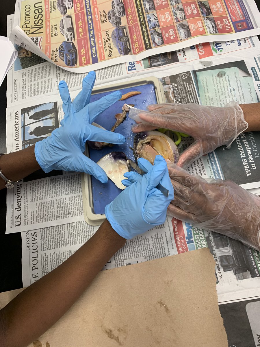 I love dissection days... students working together and really digging in. #NNPSproud #achievabledream #myjobiscoolerthanyourjob