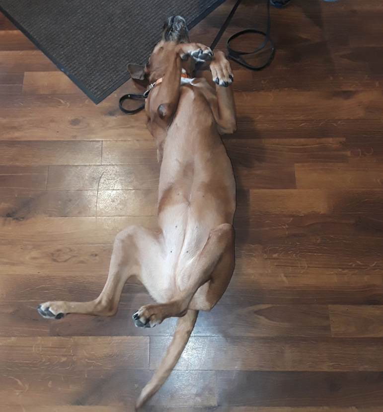 At HVC we love our patients and want your doggies to live their best life  <3  We are passionate about animal health! 
#holisticvetcare #bellyrubs #dog #health #canine #wellness #fun #happiness