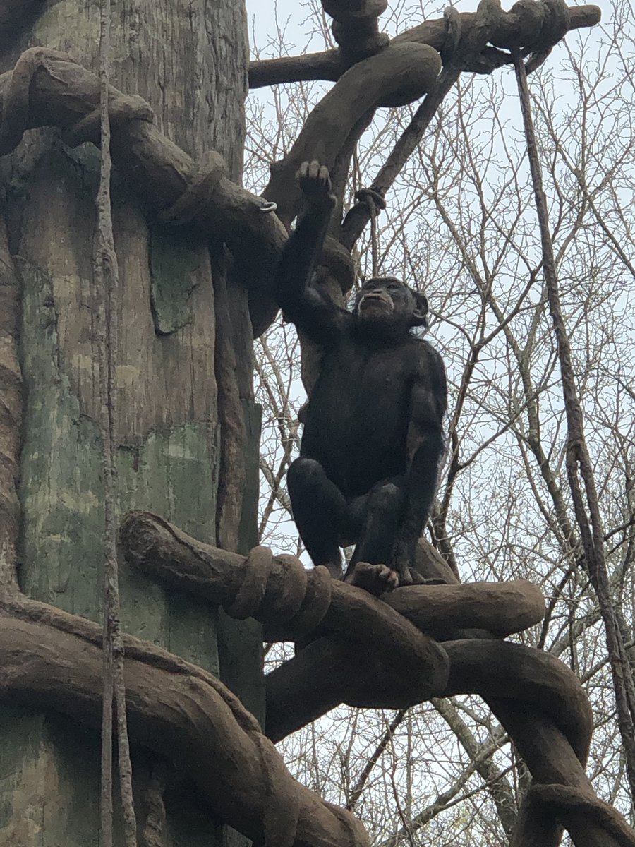 Tyrobears tweet media