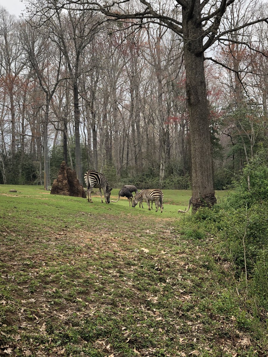 Tyrobears tweet media