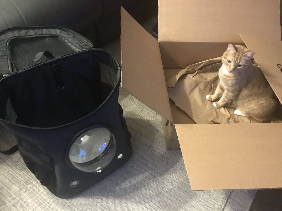 Luna_Dee's tweet photo. I bought Murphy a beautiful, comfortable, expensive, @yourcatbackpack backpack and of course the first thing he goes to is the box it came in 🤦🏽‍♀️ #fatcatbackpack I am really excited though. I hope to take him out more and hopefully even on a hike! https://t.co/aGjW3NBHkk