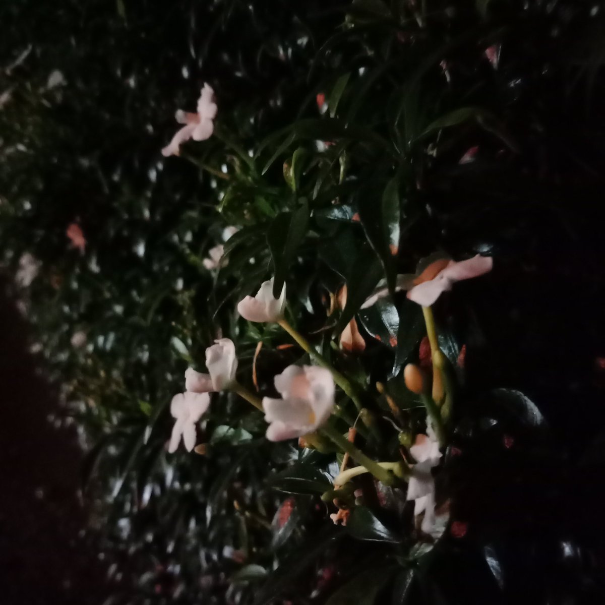 paternoooooo's tweet photo. Flowers for you... https://t.co/NcyZ5wKCcM