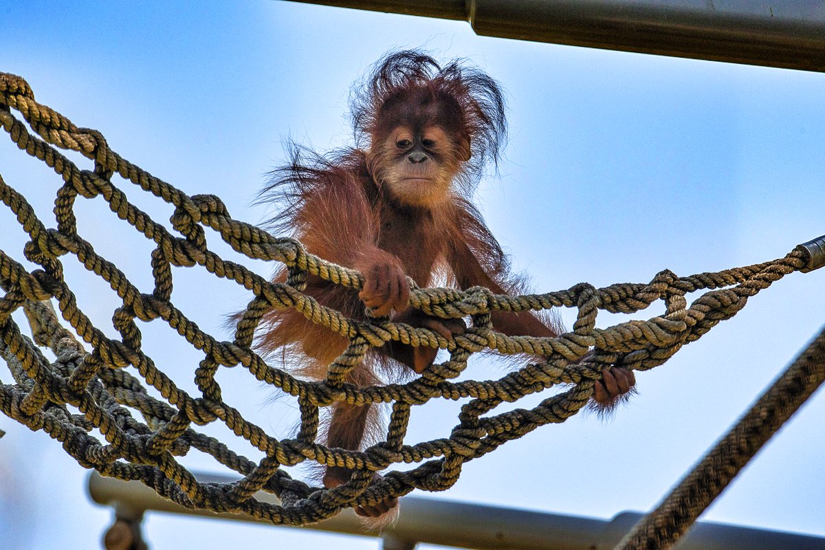 visitsandiego's tweet photo. Anyone else having a great hair day?😉📷 @sandiegozoo https://t.co/rKDHUZ5yLg