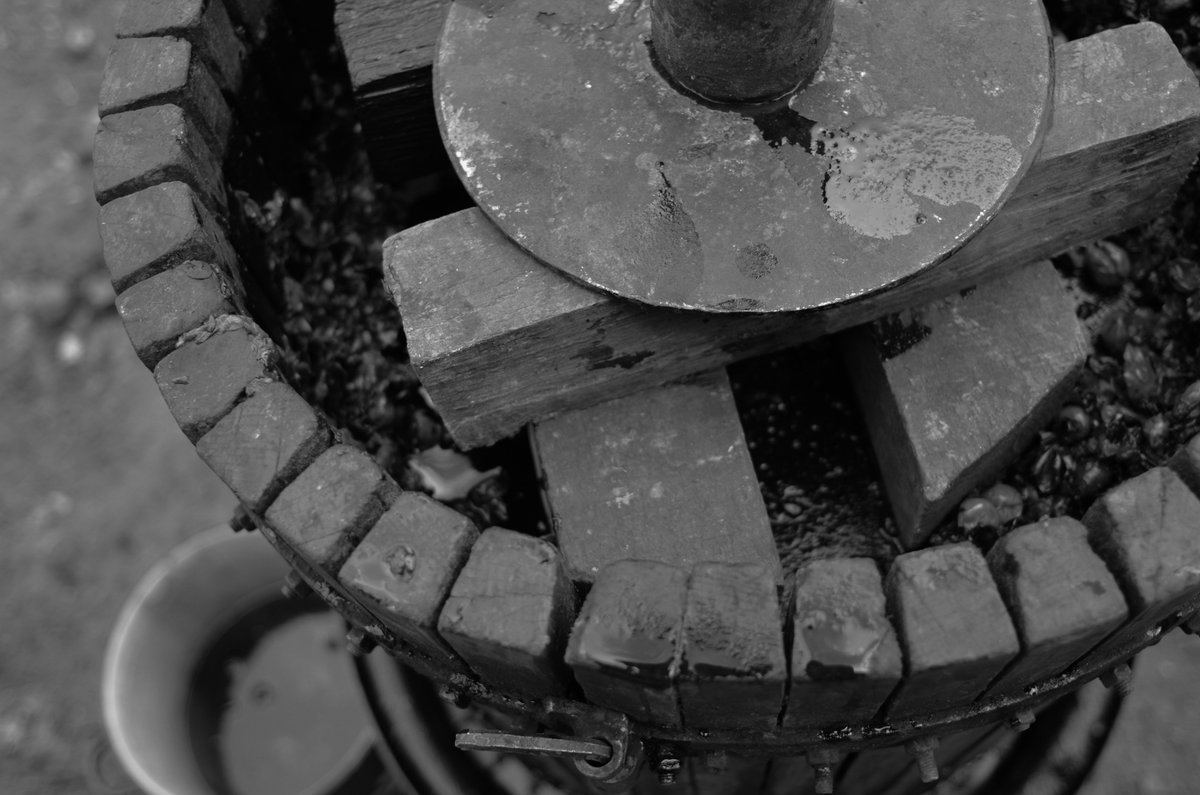 TallShipBarrels's tweet photo. Wine Press French Oak Barrel

A French Oak Barrel will mature a wine to create a full bodied texture, for a more refined palate. 

https://t.co/nR36A7MzI1 

#tallshipbarrels #wine #press #french #european #oak #barrel #red #white #grape https://t.co/6wKkj9wJ7h