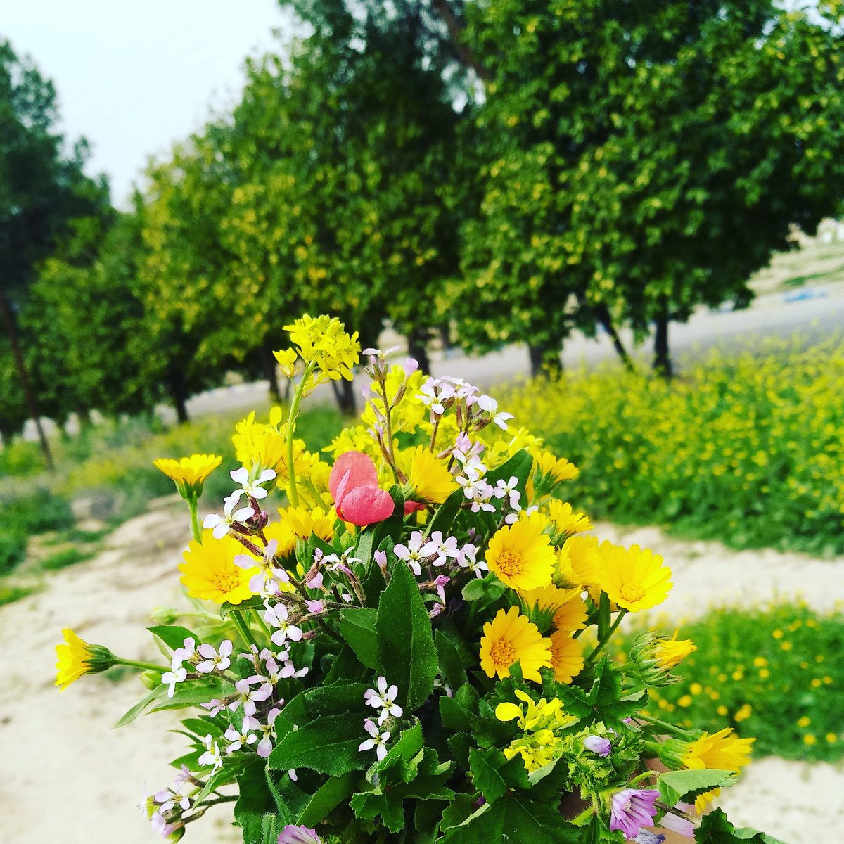 QafJim's tweet photo. طبیعت بهارش رو بعد از گرمای تابستون و سوز پائیز و سرمای زمستون بدست میاره
بهار آزادی بعد از گرمای مبارزه با طاغوت بدست اومد
بهار امنیت رو بعد از سوزِ خون هزاران شهید بدست آوردیم
قطعا بهار توسعه اقتصادی هم بعد از سرمای ایستادگی در سختی های این راه بدست میآوریم
سال نو مبارک https://t.co/bs3F8lkd4O