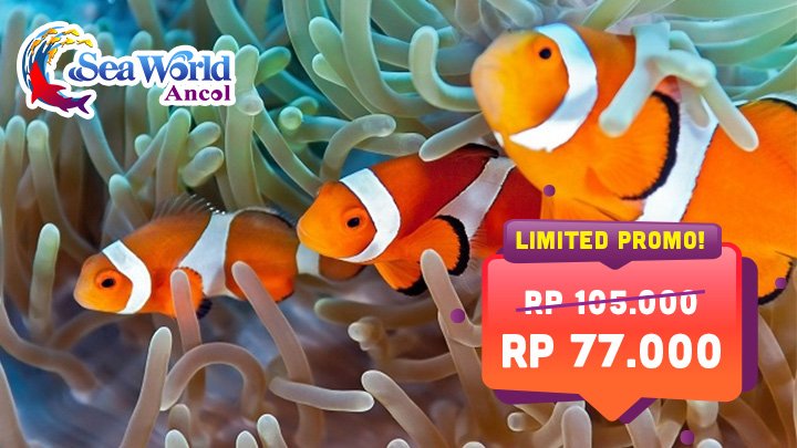 LaKupon's tweet photo. Pagi Kuponers, ayo ajak buah hati berlibur sambil belajar di SeaWorld Ancol. Selagi ada promo nih! Berlaku setiap hari. HTM 77K Only.
Dapatkan Tiketnya Hanya di Link Berikut:
https://t.co/kk2X0FOKv3
#Ancol #KembaliKeAncol #Jakarta #PesonaIndonesia #SeaWorldAncol #Lakupon #Promo https://t.co/DsdooSvYEB