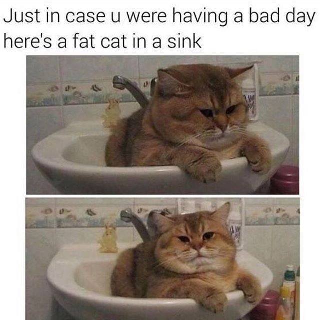 DomPict's tweet photo. TOP 75 Funny Cats Memes
https://t.co/AU70uhNVB8 https://t.co/kskwZp4CYj