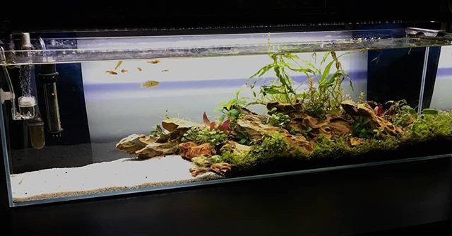 AquaMaxx Aquariums on X: Our 12g long tank is one of the most popular  bookshelf tanks for freshwater setups. This is from Reddit user ToadScoper.  #aquariums #aquamaxx #aquamaxxaquariums #lowironglass #freshwatertank  #plantedtank #aquariumgear #