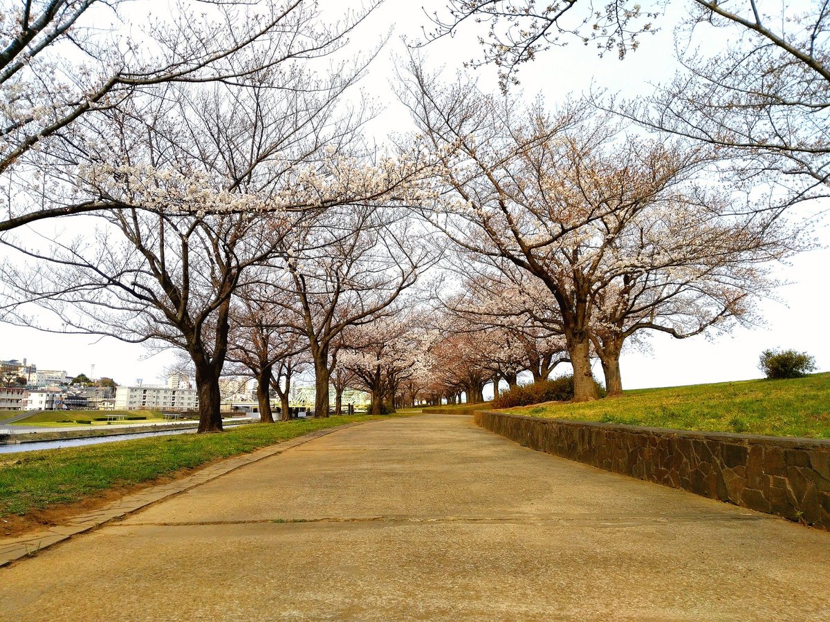 susidiningfuji's tweet photo. 日課の早朝ウォーキング🎵桜並木が七分咲き位になりました❗早朝はほぼ貸し切り状態🌸
#桜 
#桜並木 
#桜並木道 
#花 
#春 
#春の花 
#sakura
#japaneseflower 
#flower 
#flowerload 
#spring 
#springflowers 
#荒川 
#ウォーキング 
#ランニング https://t.co/3Qc7Juxr4S