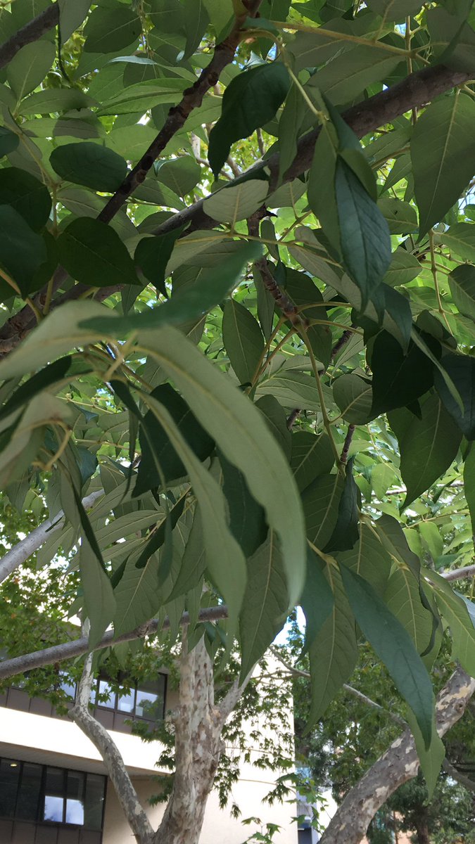 Bell_Knowles7's tweet photo. The leaves of this tree are a dark green on the top of the leaf and muc lighter on the underside, showing there adaptations to place #geop111 https://t.co/ohHh9HocCk