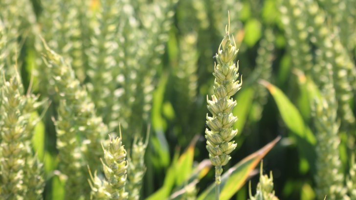 AdamuzAgricola's tweet photo. Un estudio se centra en la ‘Avena Loca’ y se basa en la agricultura de precisión y el uso de imágenes multiespectrales.  #AvenaLoca 🌱😕🚜👏

👉  https://t.co/9ktZewOsIP https://t.co/PMJg9d7SiO
