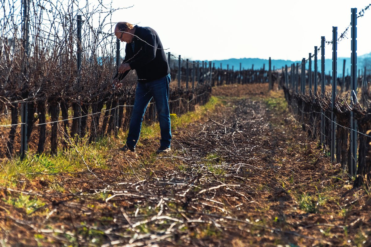 Últims dies de poda a la finca. Podem cada vinya de forma diferent pensant en el raïm i vi que en volem extreure, sempre preservant l'autenticitat de la varietat. Controlar tot el procés és essencial per la qualitat dels vins. 🌿🍇🍷

#EUDALD #EMN #Ecologia #Biodinamica