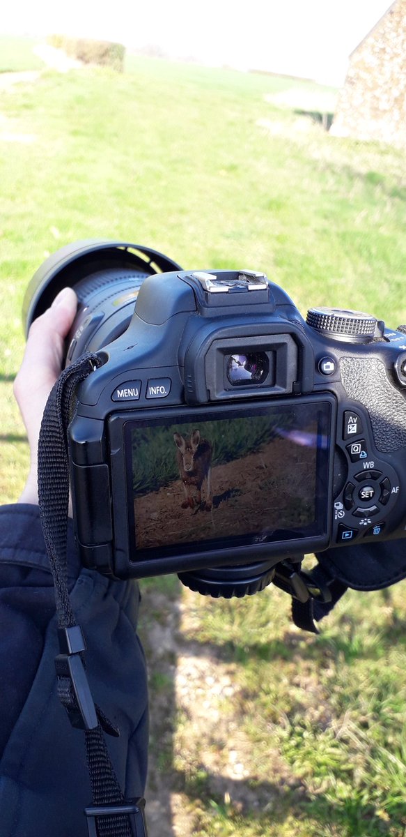 A quick stop on the way back from dropping my son at nursery has resulted in some cracking shots of a particularly friendly hare #countryside #photography #waytostarttheday