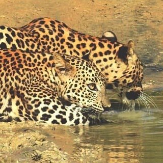 RT <a href="/valampuriresort/">Valampuri Kite Resort</a>: Mother and daughter frequent the willpathu lakes, there are 48 known Leopards in willpathu and it's not easy to spot them. #kalpitiya #kalpitiyalagoon #wildlifepark#valampuriresort #wellness #welnesscenter # Leopards #willpathu #visi…