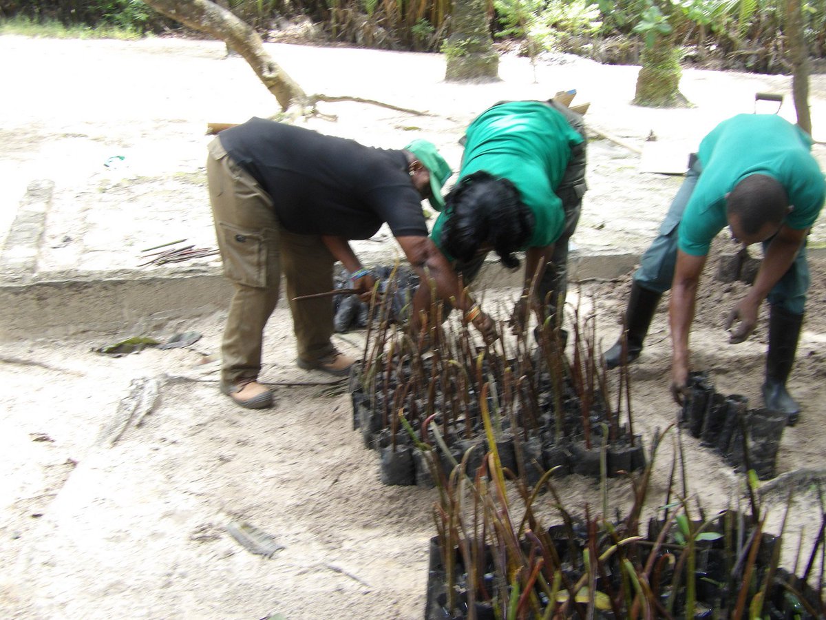 finimanatureprk's tweet photo. #ReforrestationThursday
Tree Planting exercise @#Finimanaturepark by visitors and park staff. #Ncf https://t.co/m3gk4ZHdc8