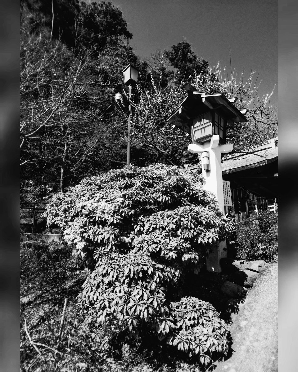 📍#鎌倉宮 #神奈川県鎌倉市 📅2019/3/9

🌼#馬酔木 #アシビ #アセビ #Japaneseandromeda 

#神社 #shrine #灯籠 
#鎌倉 #kamakura #東京カメラ部 #神奈川カメラ部