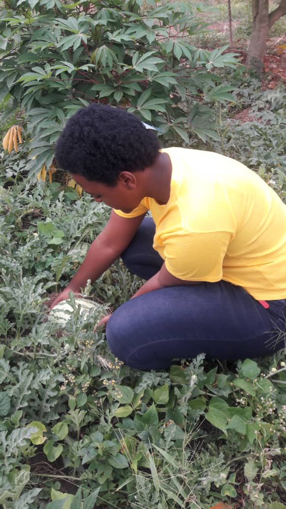 EnockAmpumuza's tweet photo. SKY project for #mindset change of High School Students towards agribusiness. Nyonyozi Monique S.5 at Marryhill High School planted watermelons during last year's school holidays to raise pocket money for new term. #EmpoweringYoungGirls
@SkyAVSIUganda @FondazioneAVSI @NLinUganda https://t.co/xwGGe7An67
