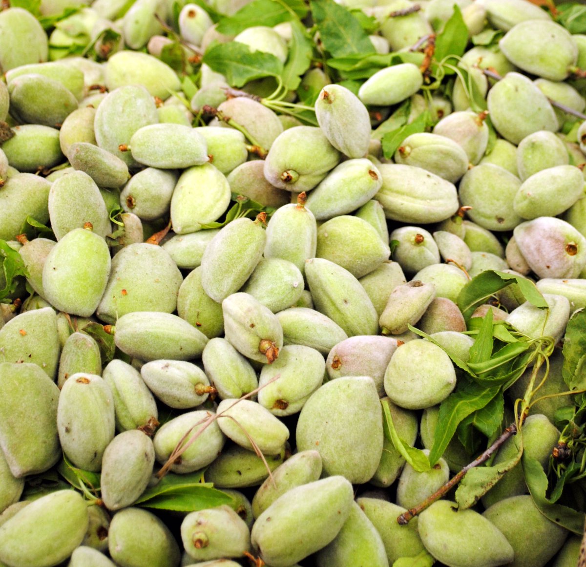 FirstChoiceVeg's tweet photo. ALMONDS fresh new season from lebanon give us a call or email enquiries@firstchoiceproduce #freshalmonds #freshalmondseason #amande #amandefrais #seasonalproduce #springproduce #lebanesefoods #lebaneseproduce #foodporn @MarketFood @gbchefs @thechefsforum @DunkyJP https://t.co/xnKrLRM8a2