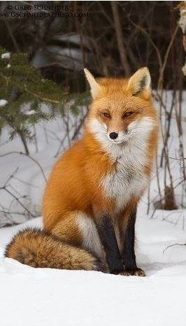bot4iricatel's tweet photo. #wild #villtur #salvaje #divje https://t.co/k8clellnTR