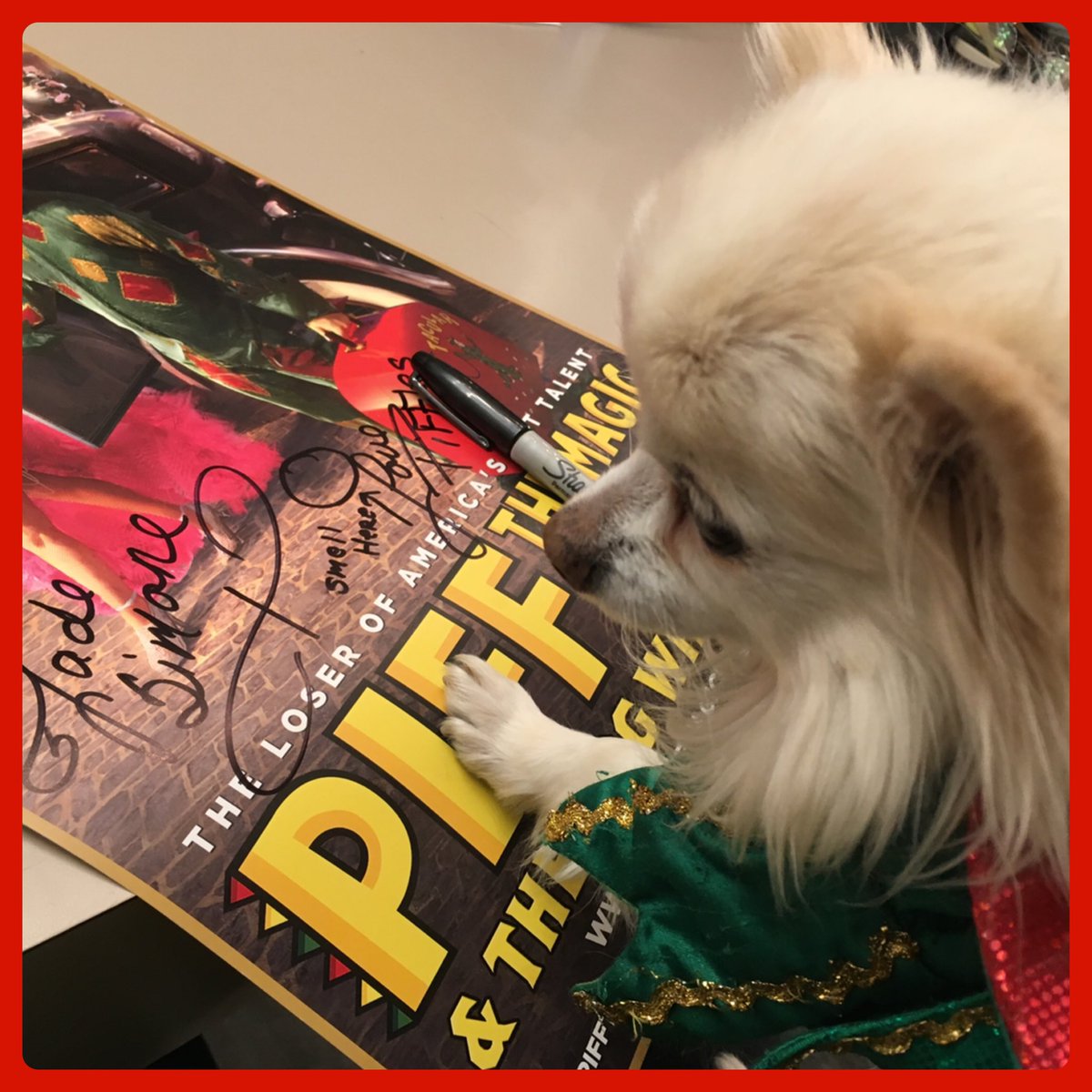 thepiff's tweet photo. Almost everyone has a picture with @MrPiffles but how many of you have an autograph?? #PiffTheMagicDragon #MrPiffles #Piff #rockstar https://t.co/vrpZVZc9Jb