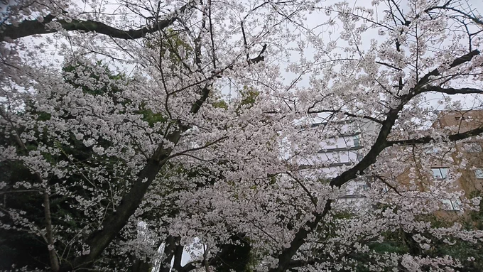 文京区めっちゃ咲いてる...(むしろ散ってる) 