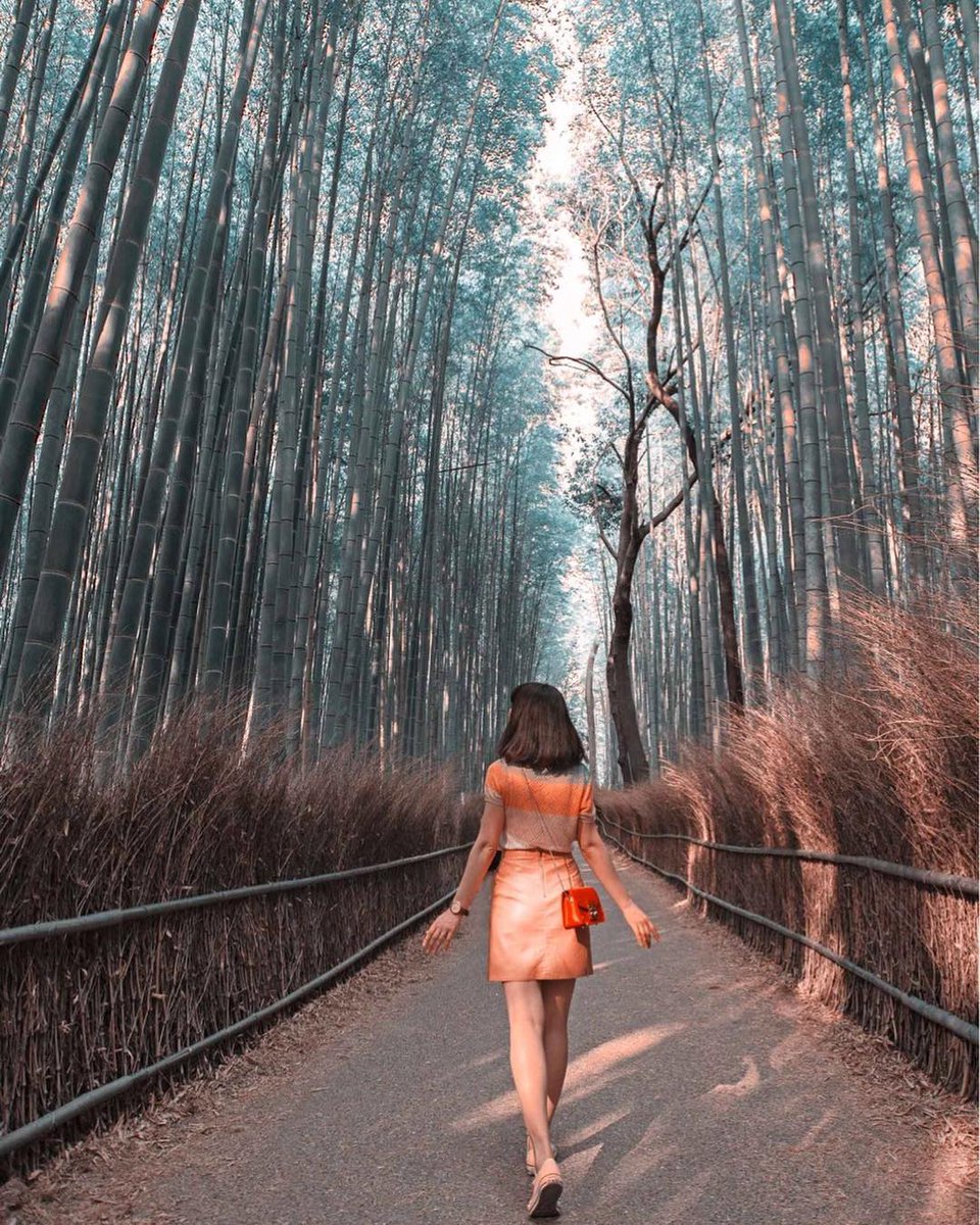 getvidi's tweet photo. Bamboo grove is one of most photographed scene in Kyoto for a strong reason. It is the most beautiful woodland on earth and one of must visit place. The bamboo grove is located within the same complex as Tenryuji Temple, one of UNESCO World Heritage sites in Kyoto. https://t.co/cANS9K7iPt